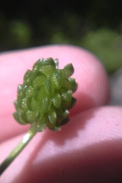 Ranunculus trilobus, photographed by Stephen Thorpe