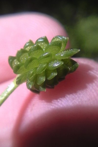 Ranunculus trilobus, photographed by Stephen Thorpe