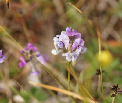 Glycine latrobeana, photographed by Rod Lowther