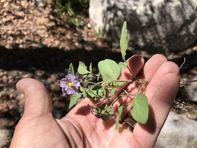 Solanum stoloniferum, photographed by CK2AZ
