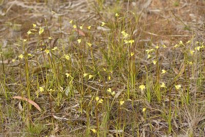 Diuris chryseopsis, photographed by Rod Lowther