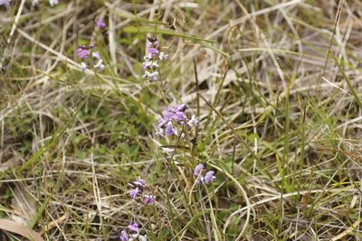 Glycine latrobeana, photographed by Rod Lowther
