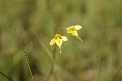 Diuris chryseopsis, photographed by Rod Lowther