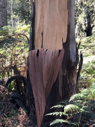Eucalyptus cypellocarpa, photographed by libby hepburn
