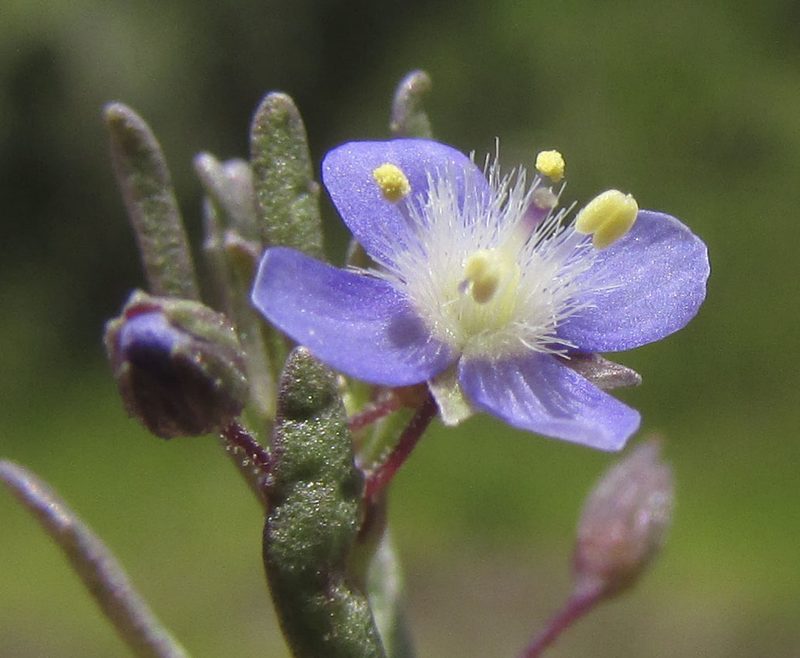 Scoparia mexicana, photographed by Carlos Martorell
