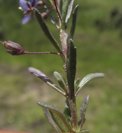 Scoparia mexicana, photographed by Carlos Martorell