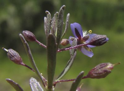 Scoparia mexicana, photographed by Carlos Martorell