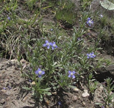 Scoparia mexicana, photographed by Carlos Martorell