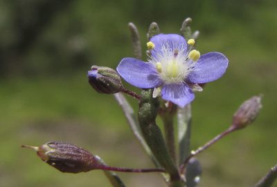 Scoparia mexicana, photographed by Carlos Martorell