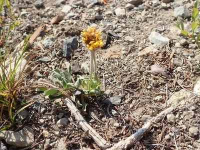 Erigeron aureus, photographed by John Brew