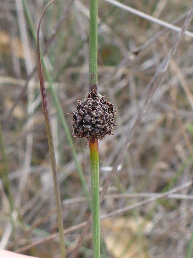 Chorizandra enodis, photographed by Sam Buxton Stewart