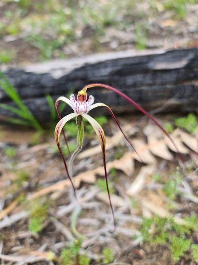 Caladenia chapmanii, photographed by Cal Wood
