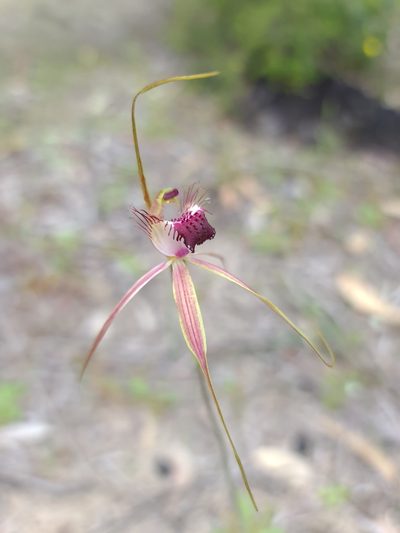 Caladenia georgei, photographed by Cal Wood