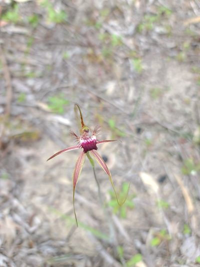Caladenia georgei, photographed by Cal Wood