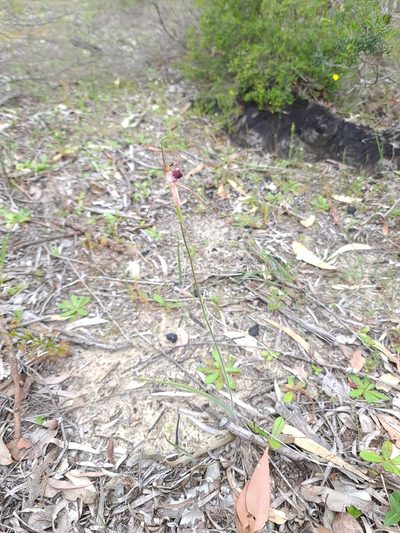 Caladenia georgei, photographed by Cal Wood