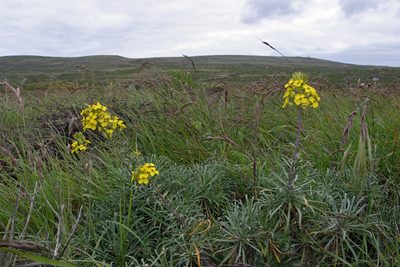 Erysimum insulare, photographed by Steve Matson