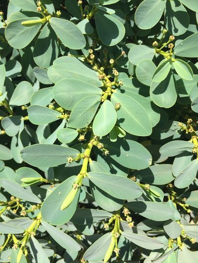Euphorbia celastroides, photographed by Scott Loarie