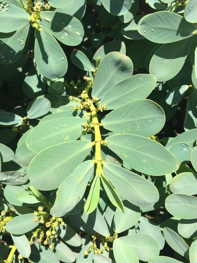 Euphorbia celastroides, photographed by Scott Loarie