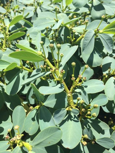 Euphorbia celastroides, photographed by Scott Loarie