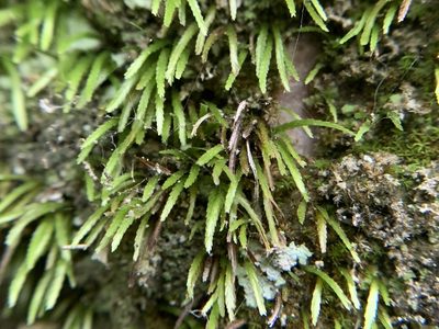 Bryoxiphium norvegicum, photographed by Brandon Corder