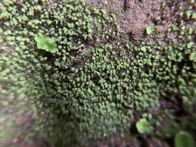 Fissidens bryoides, photographed by Brandon Corder