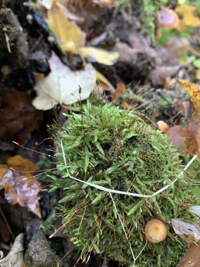 Entodon cladorrhizans, photographed by Brandon Corder