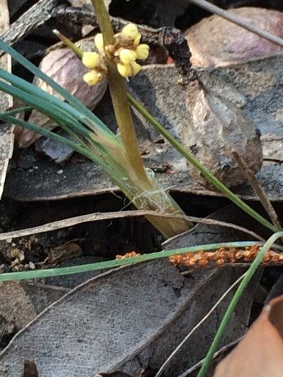 Lomandra glauca, photographed by libby hepburn
