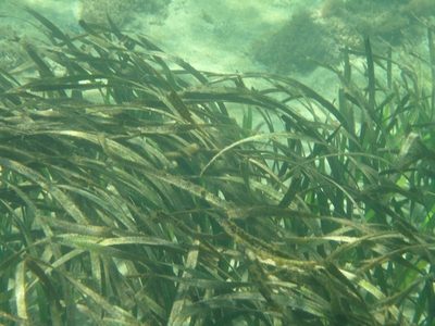 Posidonia australis, photographed by libby hepburn