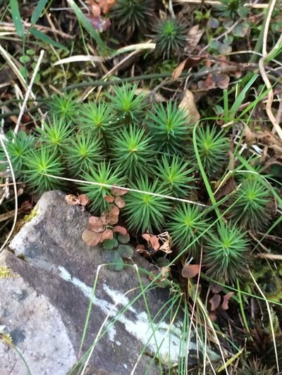 Dawsonia polytrichoides, photographed by libby hepburn