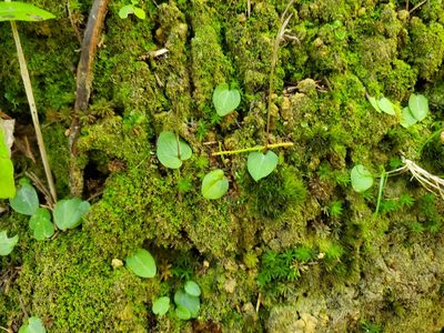 Cyrtostylis rotundifolia, photographed by rempson