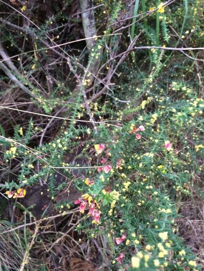 Bossiaea cordifolia, photographed by libby hepburn