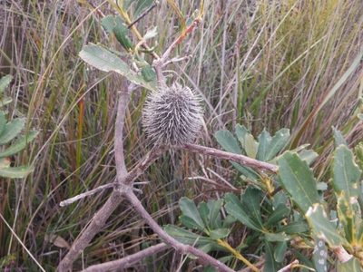 Banksia paludosa, photographed by libby hepburn