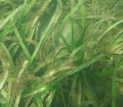 Posidonia australis, photographed by libby hepburn