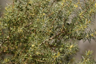 Persoonia juniperina, photographed by Rod Lowther