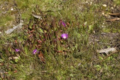 Carpobrotus modestus, photographed by Rod Lowther