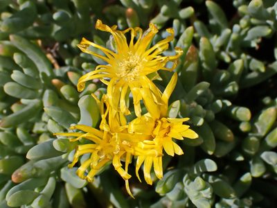 Malephora lutea, photographed by Di Turner