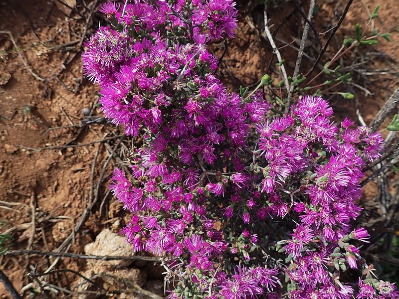 Ruschia cradockensis, photographed by Di Turner