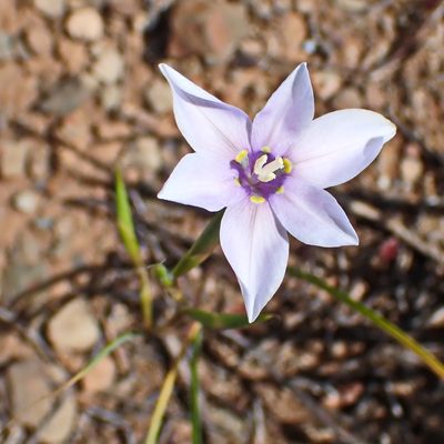 Moraea polyanthos, photographed by Di Turner