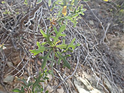 Othonna retrofracta, photographed by Di Turner