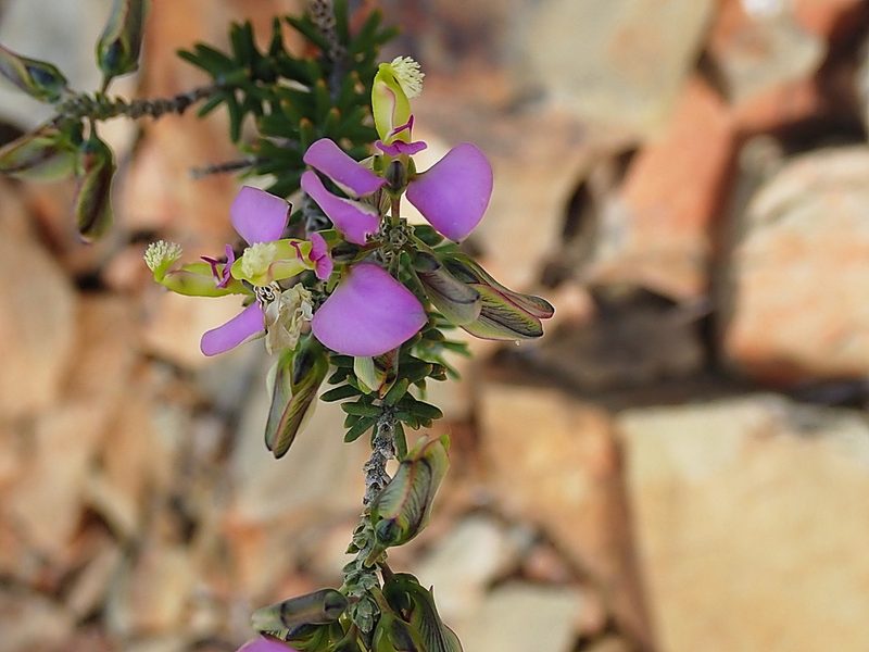 Polygala teretifolia, photographed by Di Turner
