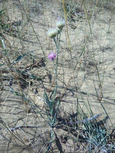Jurinea longifolia, photographed by Valerii Darmostuk
