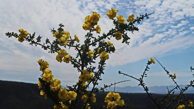 Rhigozum obovatum, photographed by Di Turner