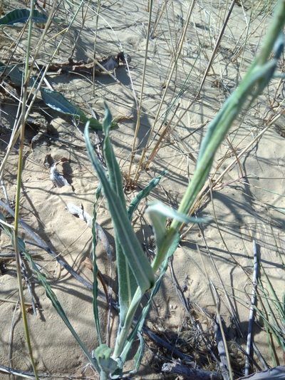 Jurinea longifolia, photographed by Valerii Darmostuk
