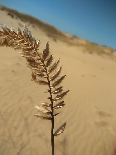 Agropyron dasyanthum, photographed by Valerii Darmostuk