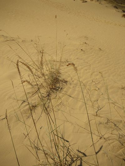 Agropyron dasyanthum, photographed by Valerii Darmostuk