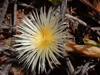 Mesembryanthemum tortuosum, photographed by Di Turner