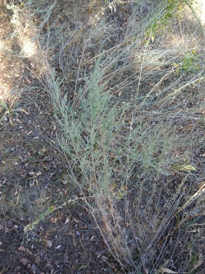 Artemisia marschalliana, photographed by Valerii Darmostuk