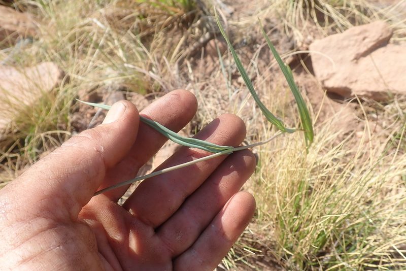 Senecio scitus, photographed by Jimmy Whatmore