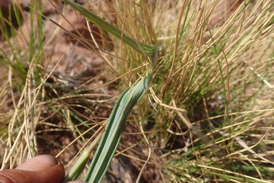 Senecio scitus, photographed by Jimmy Whatmore