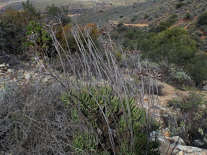 Tylecodon cacalioides, photographed by Di Turner
